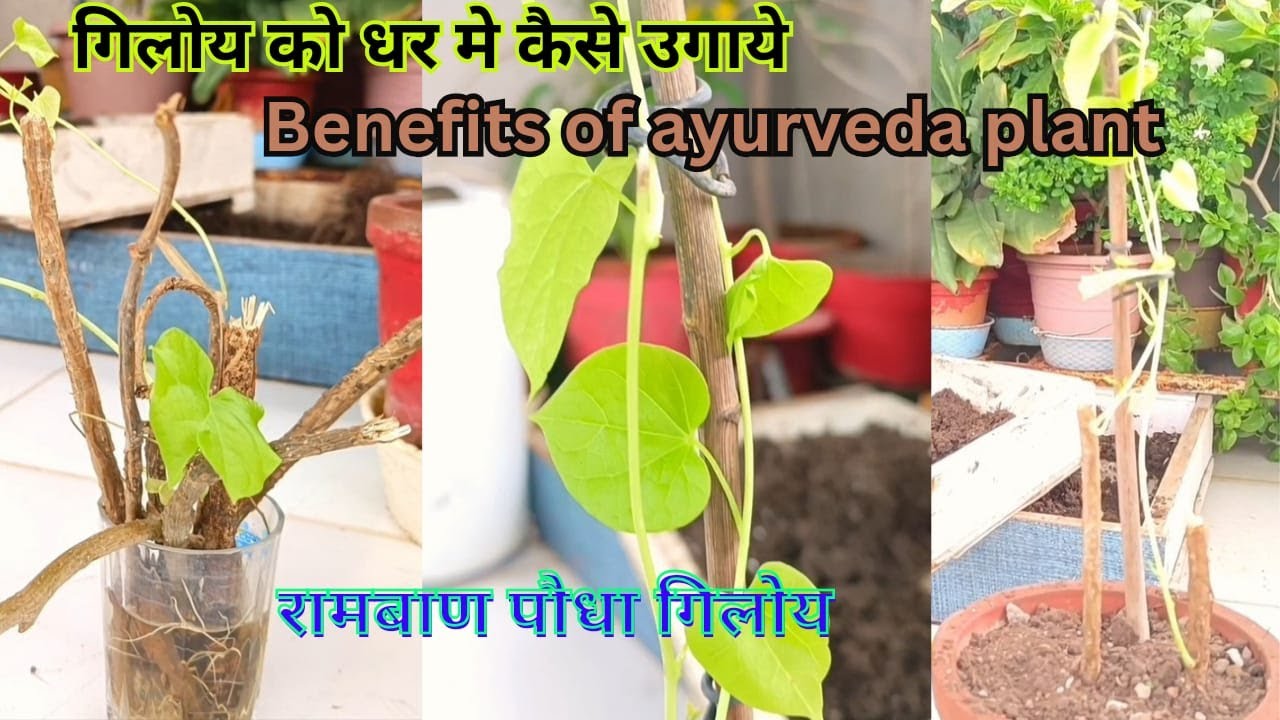 How To Grow Giloy Plant At Home Giloy Propagation In Water Grow