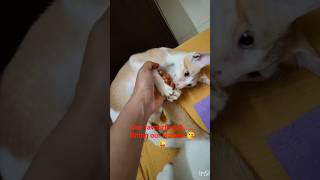 We bite .. you watch 😇! #cat #catcare #cute #kitten #catshorts #catvideos #pets #pet #catblogger