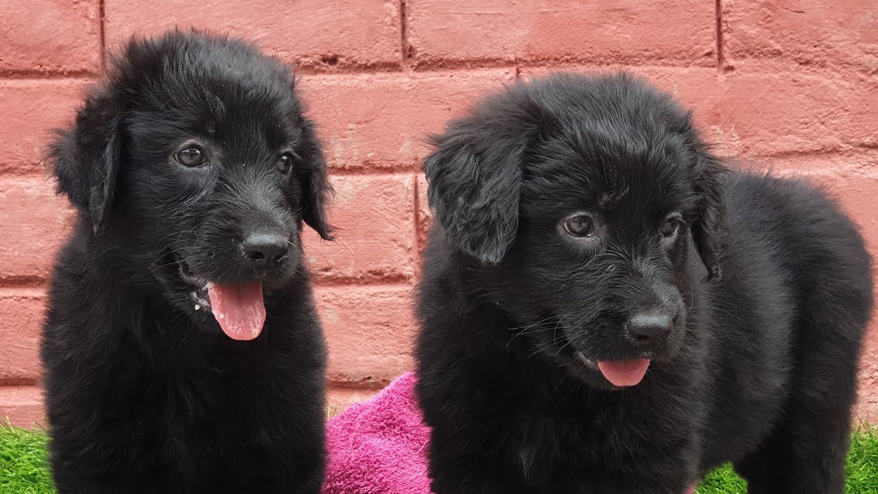 black retriever puppies