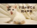 子猫のぽてと鳴き声集