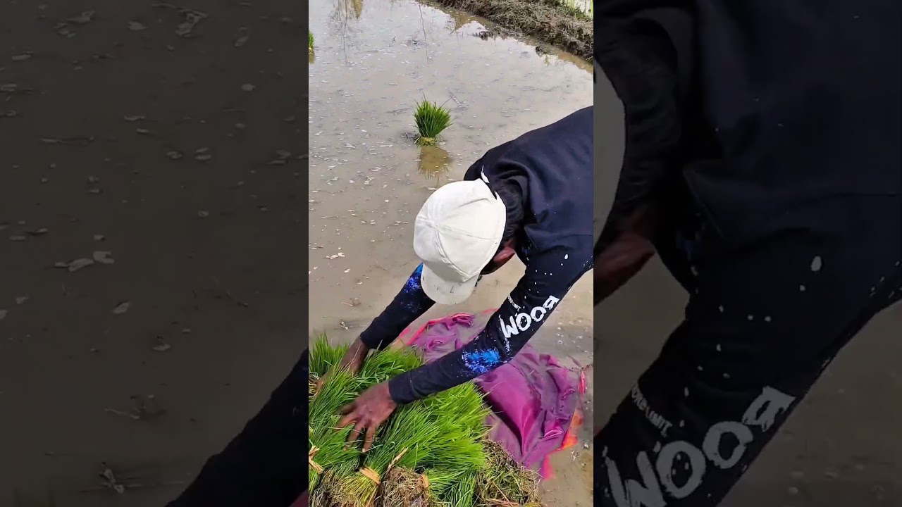 Life in village | #farmer #farming #viral #trending #shorts #youtubeshorts #ytshorts #villagelife |