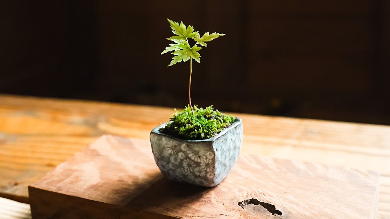 豆盆栽鉢をつくる（ミニ盆栽） - 陶芸