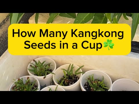 How Many Calories In Boiled Kangkong