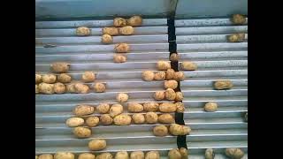 Peal Carrot Length Grader