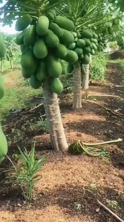 THE SECRET OF HOW TO PLANT PAPAYA FOR A BUNCH OF HARVESTS