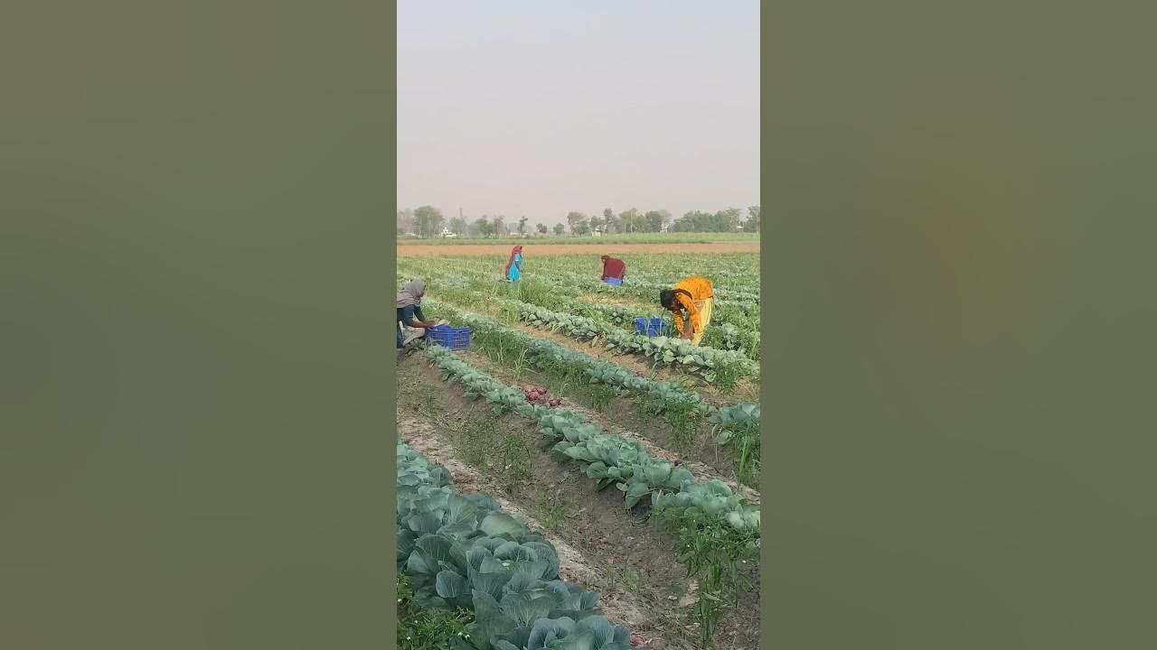 Onion harvesting YouTube