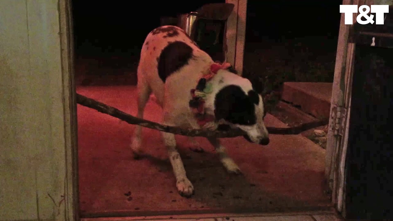 Dog Hilariously Struggles To Fit Stick Through Door - YouTube