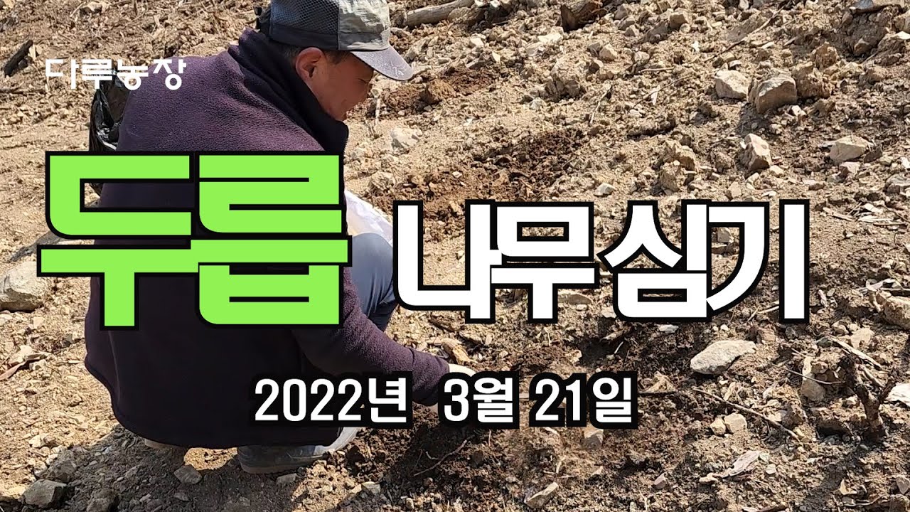 33  두릅나무 심기