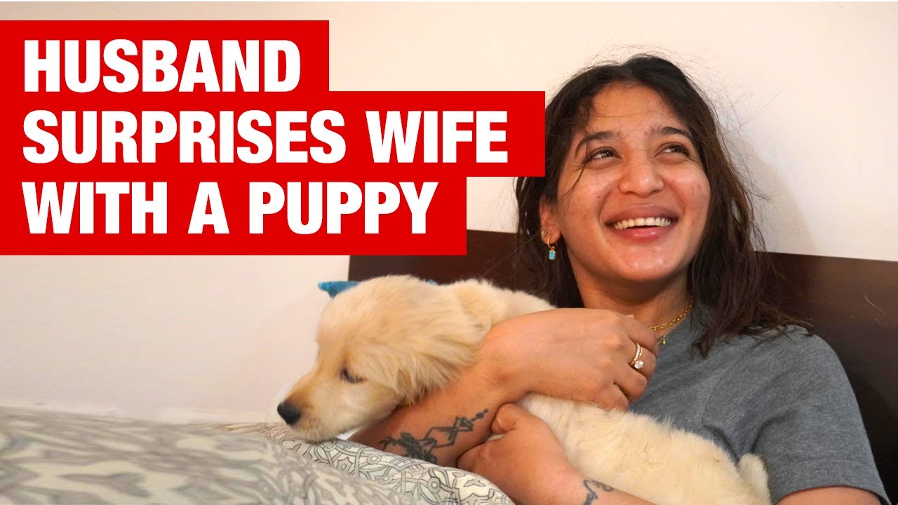 Husband Gifts Wife A Golden Retriever