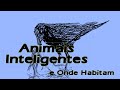 Animais Inteligentes e Onde Habitam