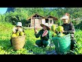 Together Try to build a better life. Father and son Harvest ripe melons