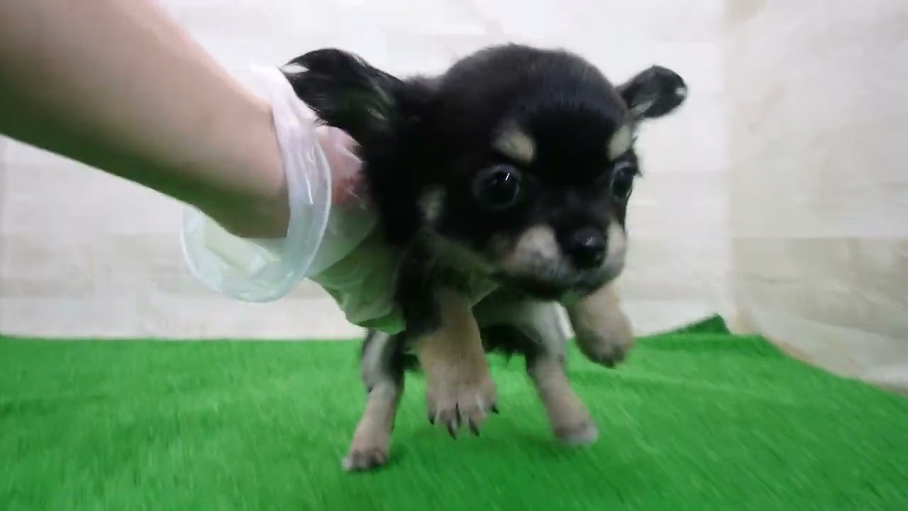 Coo&RIKU No.00748600 チワワ（ロングコート） - YouTube