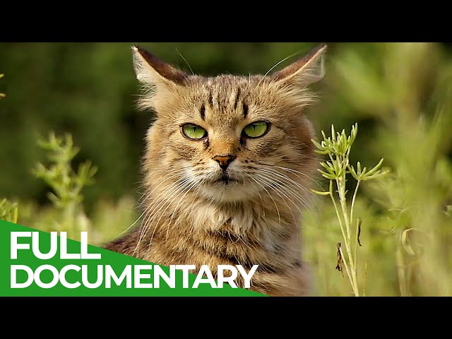 Wildlife Takeover: How Animals Reclaimed Chernobyl | Free Documentary Nature class=