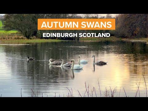 Autumn Swans | West Edinburgh, Scotland | A Short Film For Rest & Relaxation by David Wheater