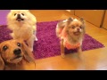ワンちゃん達の紹介