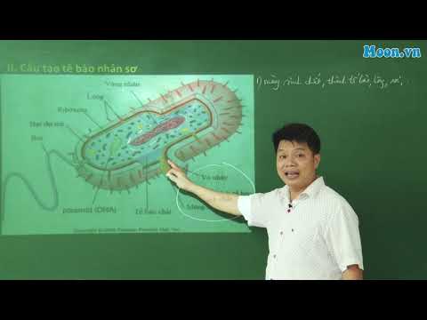 Video: Chức năng của một bài kiểm tra thành tế bào là gì?
