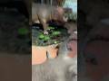 Two hippos vibing🦛#foryou #viral #fyp #hippopotamus #hipo #animals #fun #funny #nature #humor #fypシ