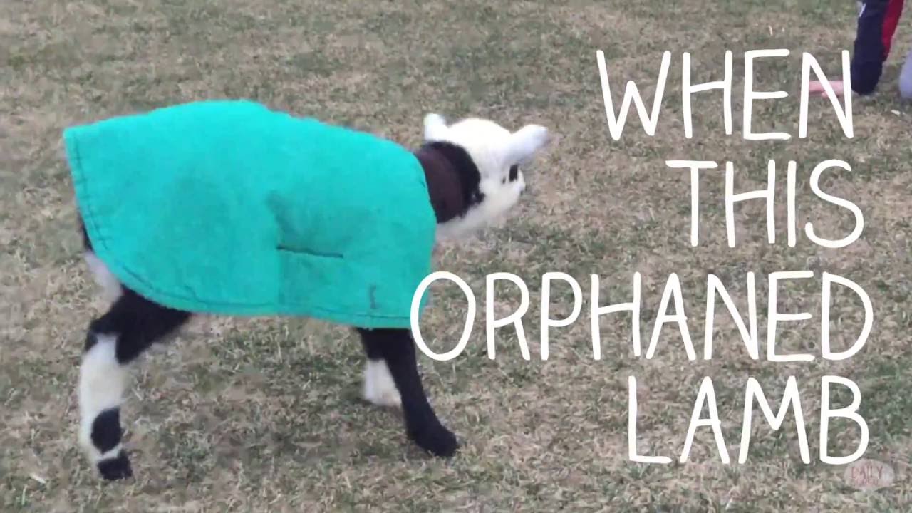 camera iphone 8 plus apk Eliza Lamb for Youtube