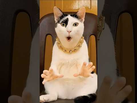 Kot tańczy i śpiewa Digi Digi part8 #cat #digidigi #funny #shorts