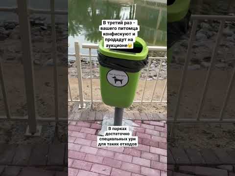 Штрафы в Дубае 😳 За что могут конфисковать вашу собаку?
