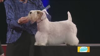 The AKC National Championship Dog Show features new breeds, same cuteness