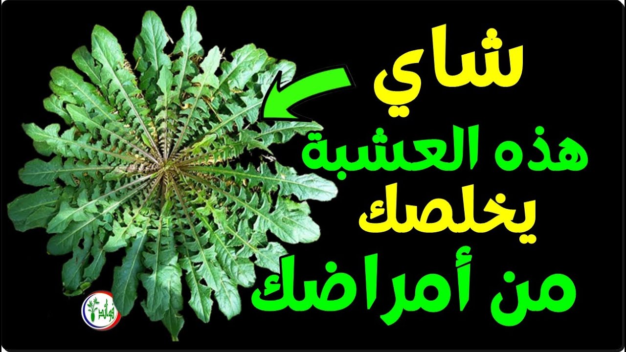 شاي هذه العشبة يقوي البصر يحمي الكبد ينظم الضغط والكوليسترول يغسل الكلى ويدر البول ويمنع الالتهابات