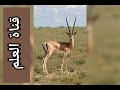 Production écrite Sur La Gazelle تعبير عن الغزالة بالفرنسية 