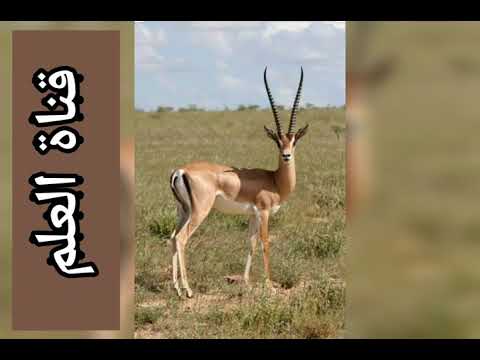      تعبير عن الغزالة بالفرنسية