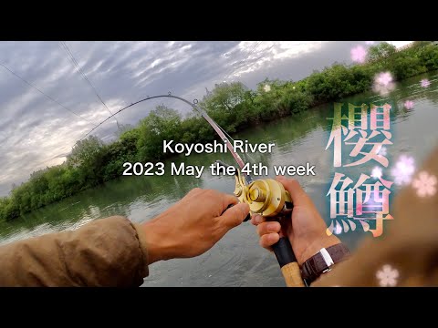 子吉川・桜鱒】過ぎゆく春、、5月のサクラマス釣り - YouTube