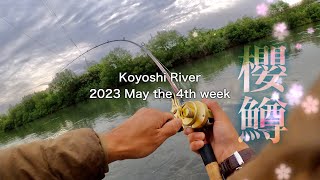 子吉川・桜鱒】過ぎゆく春、、5月のサクラマス釣り - YouTube