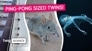 Twin Elephant Shrews Are Born Twig Science Reporter