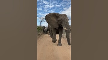 Elephant Jump Secrets You Never Knew!