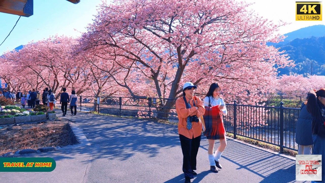 4K HDR Japan travel 2026 | Kawazu Sakura Blossoms in Kawazu（静岡県河津町の河津桜）|  Japan Cherry Blossoms