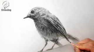 [연필화 드로잉 동물소묘 그림그리기] 새 - [How to draw animals] Bird / Drawing woo