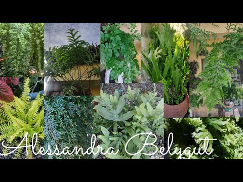 Vídeo: Plantas de samambaias pintadas japonesas - Como cuidar de samambaias pintadas japonesas