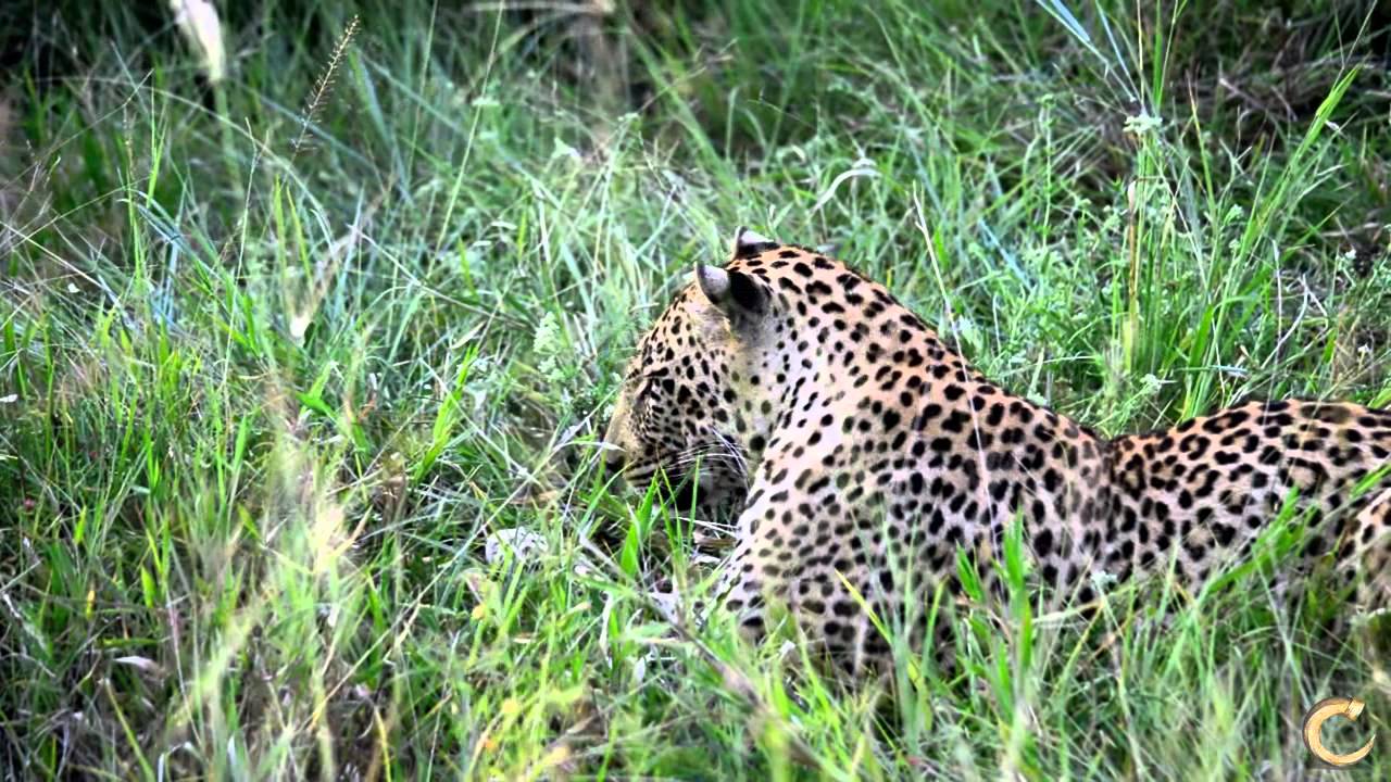 Leopards of Tintswalo The Rhulani male Leopard plays with a rare ...