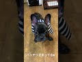 【Shorts】オシャレマフラー犬