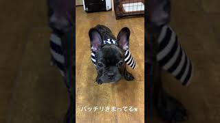 【Shorts】オシャレマフラー犬