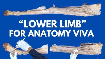 Volledig specimen van de onderste ledematen in slechts 15 minuten | Voor Anatomie Viva