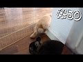Download NAGA ONTSNAPT?! - DODO VLOG #50 NAGA ONTSNAPT?! - DODO VLOG #50