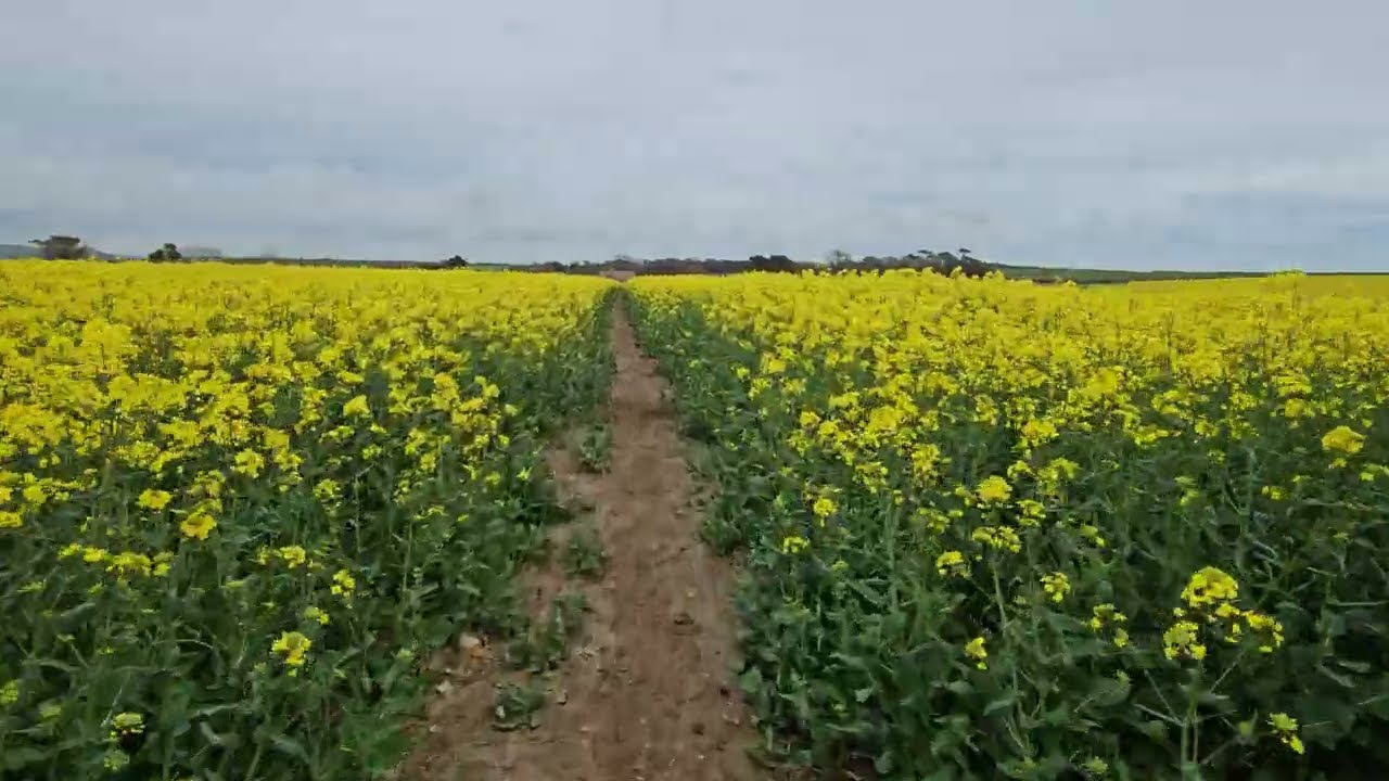 Rapeseed field Dorset. Weymouth. Langton Herring. 4K Video