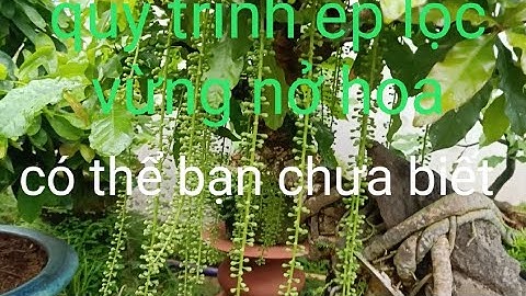 Cách ép lộc vừng ra hoa theo ý muốn