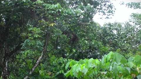 Climate and Landscape Change in Borneo