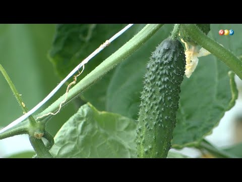 Video: Gurķu Savākšana Un Uzglabāšana