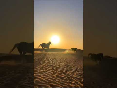 Horses Gone Wild|Dubai Desert Conservation Reserve|United Arab Emirates|viralvideo|Info With Sagar