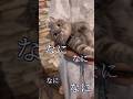 おめめ真ん丸でおねだりする短足猫にきゅんです...#マンチカン #猫 #shorts