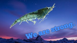 We are shrimp.  We are strong.