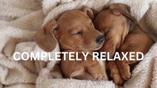 Best Sounds for puppy, soothing dog sounds for anxiety, completely relax, peaceful, calm your dog by TimeToRelax 92 views 1 year ago 10 hours, 48 minutes