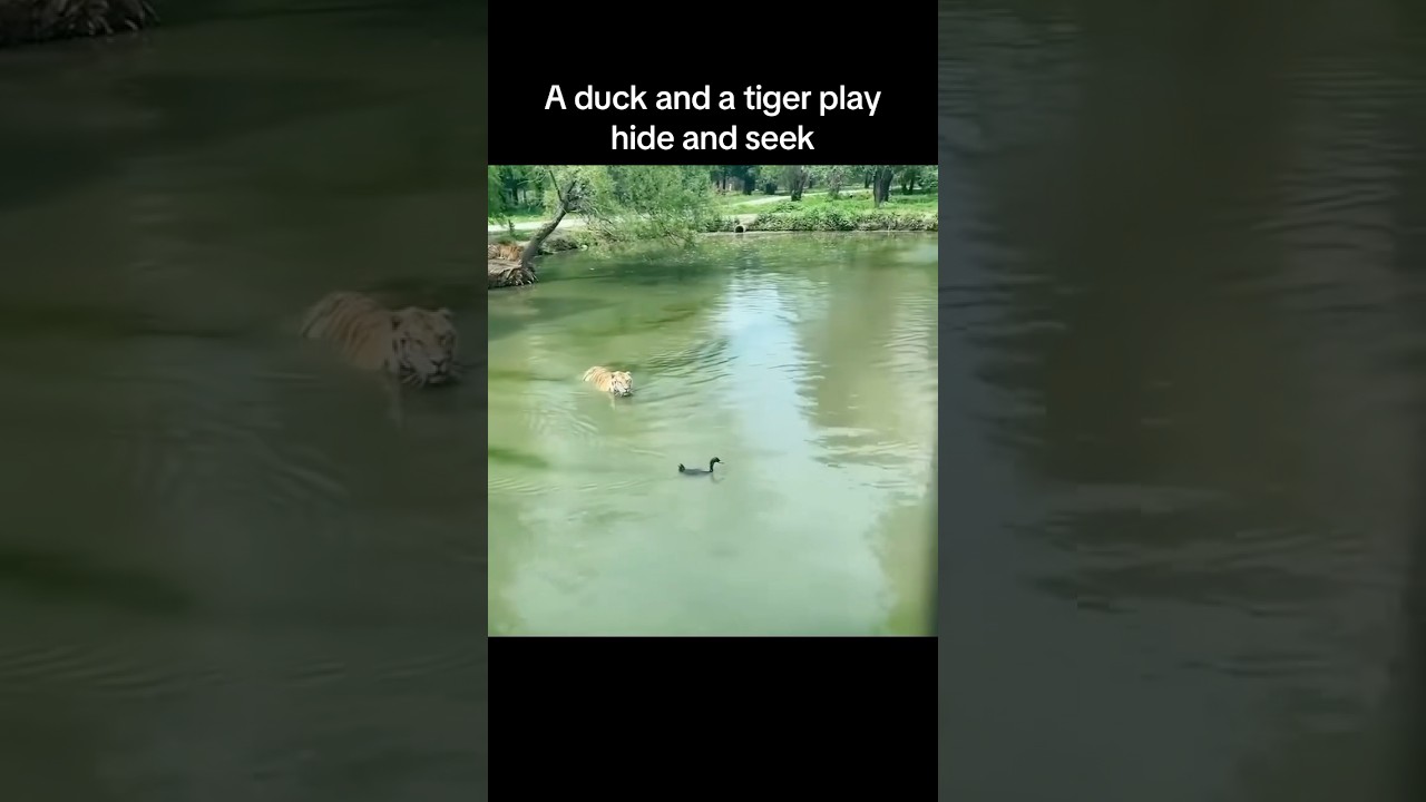 A duck and a tiger play hide and seek 