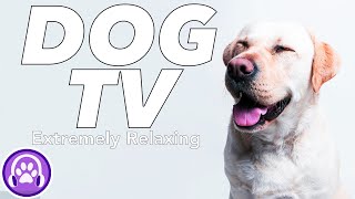 Dog TV: Incredible Adventures and Fun for Your Lonely Dog! by PetTunes - Music for Pets 393 views 5 months ago 1 hour